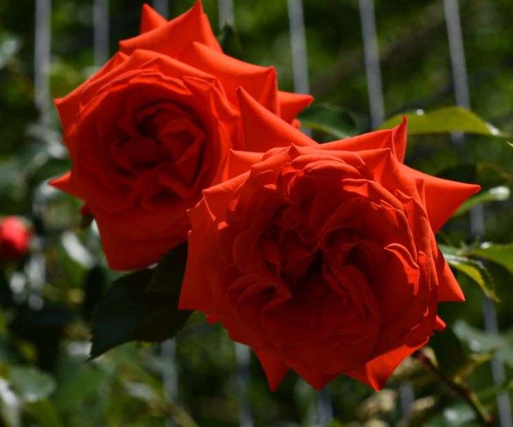 Maintower (urcator) 60 lei - Toamna 2025