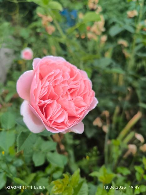  - Trandafiri 2025 ll