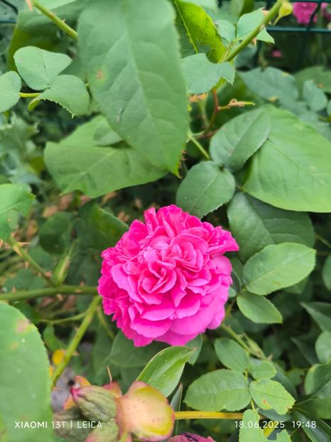  - Trandafiri 2025 ll