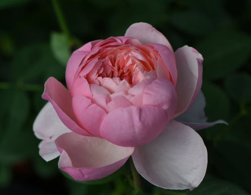 The Alnwick (tufa) 60 lei - Toamna 2025