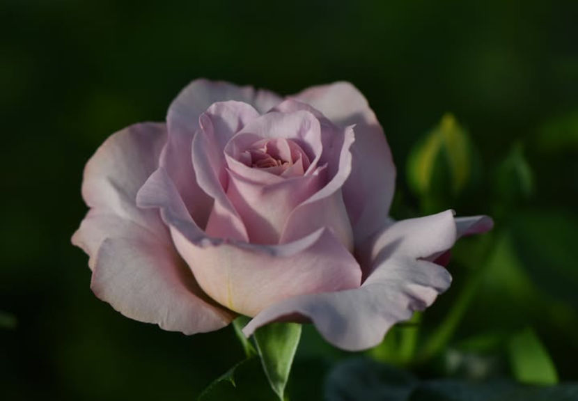 Terra Limburgia (tufa) 50 lei - Toamna 2025