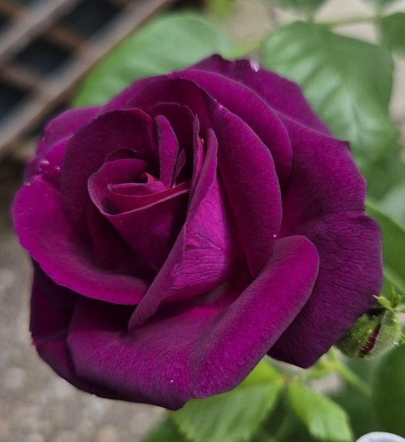 Parfum de Reve (tufa) 70 lei - Toamna 2025