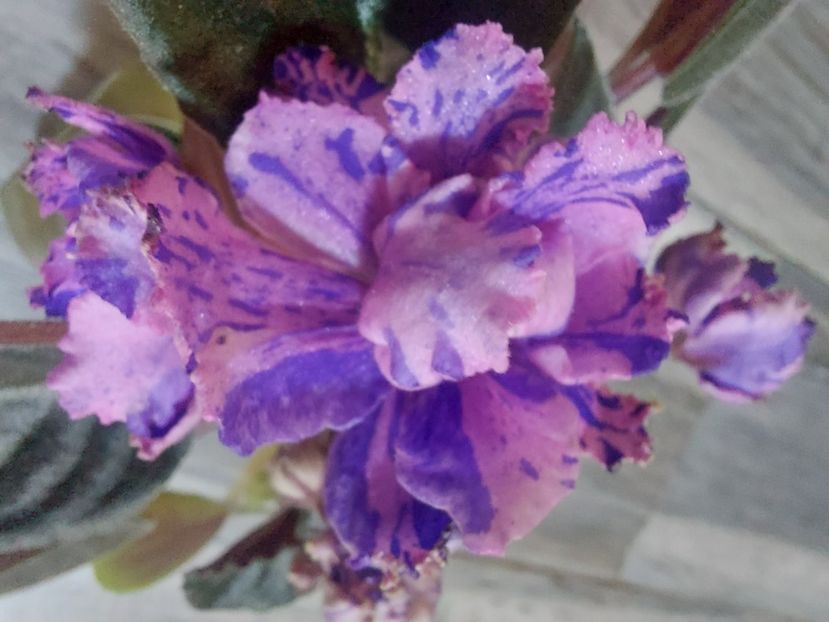  - Passio 1 fantezie batuta roz-mov