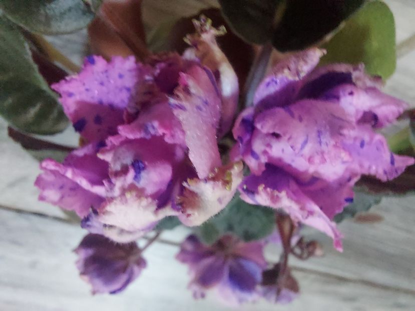  - Passio 1 fantezie batuta roz-mov