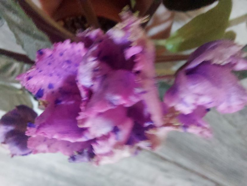  - Passio 1 fantezie batuta roz-mov