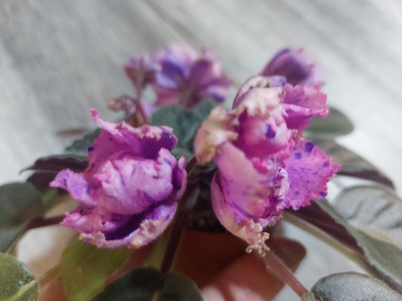  - Passio 1 fantezie batuta roz-mov