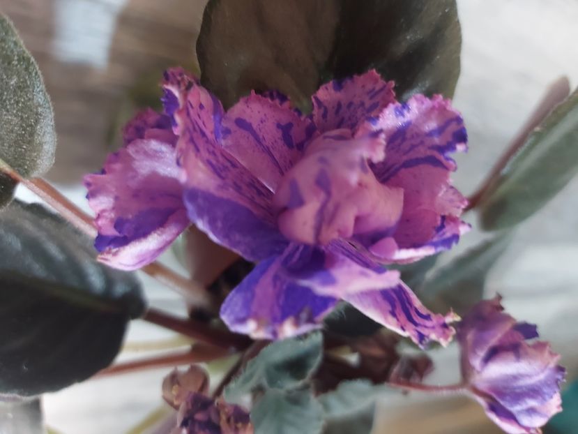  - Passio 1 fantezie batuta roz-mov