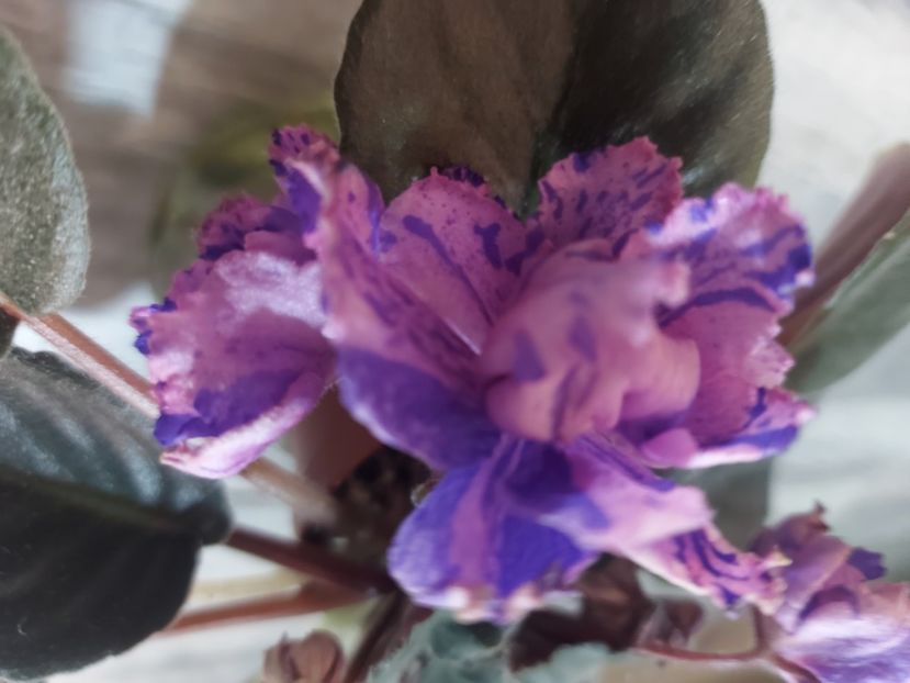  - Passio 1 fantezie batuta roz-mov