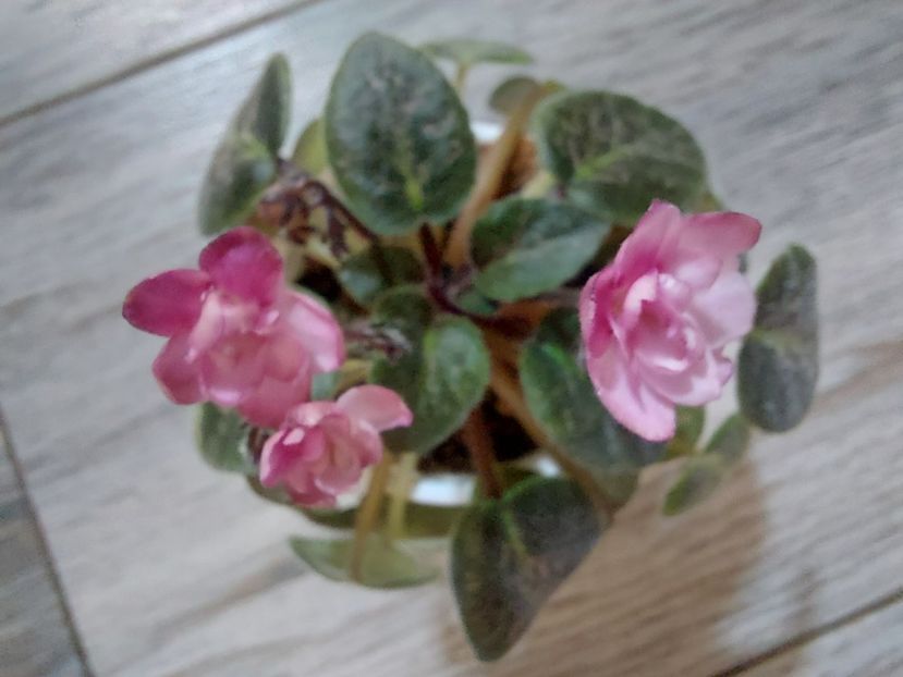  - Violeta Lilian Sparkler