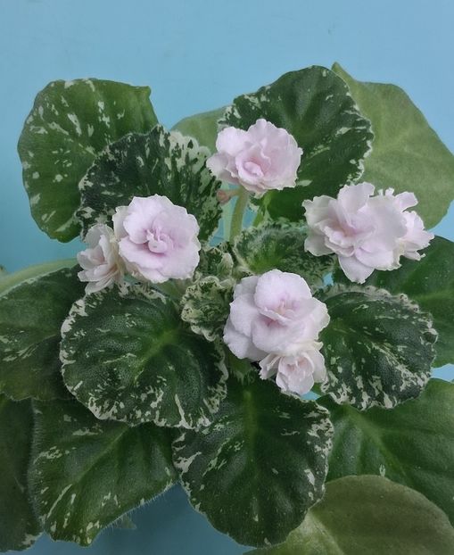  - Watermelon Snow 2