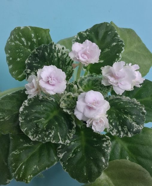  - Watermelon Snow 2