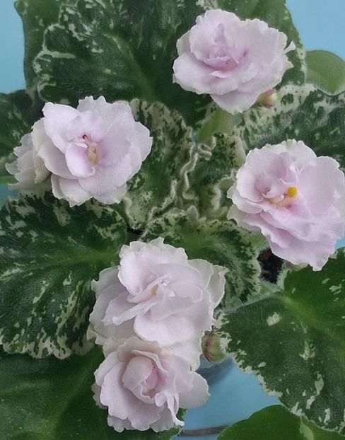  - Watermelon Snow 2