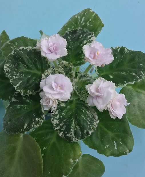  - Watermelon Snow 2