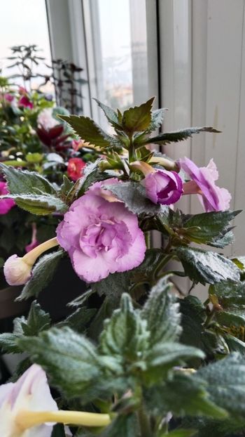  - 2025-LAVENDER ENGLISE ROSE