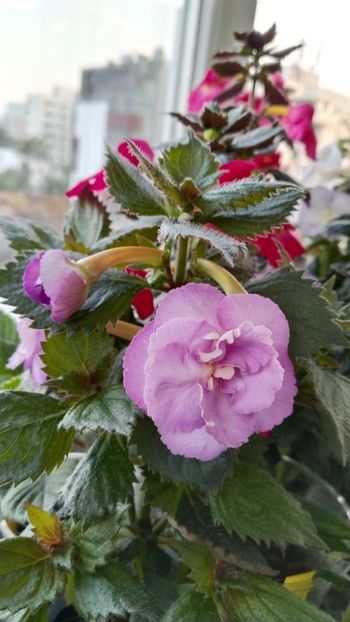  - 2025-LAVENDER ENGLISE ROSE