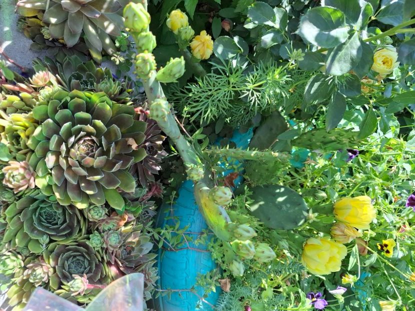  - Opuntia -cactus de exterior