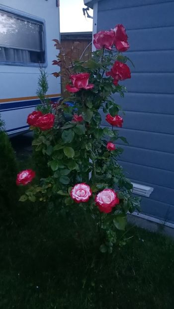 Img.2025.06.18 - Flori 2025