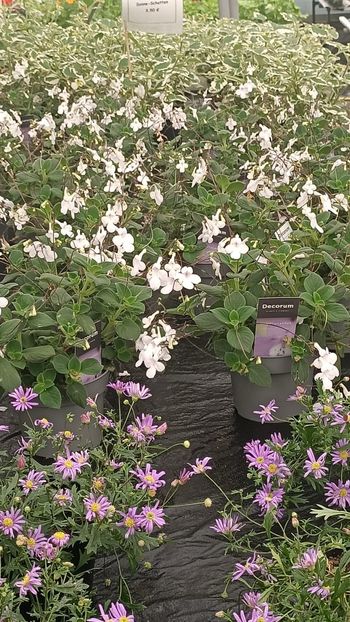 IMG20250618 - Flori 2025