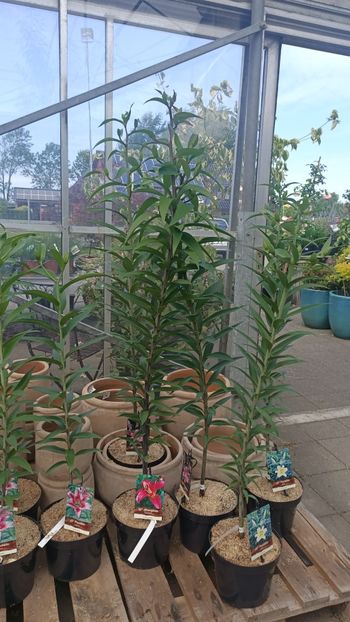 IMG20250618 - Flori 2025