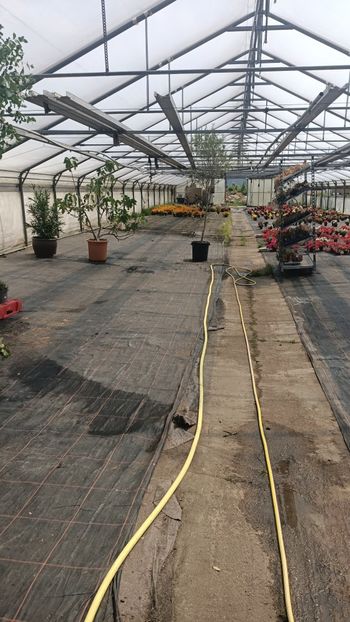 IMG20250618 - Flori 2025