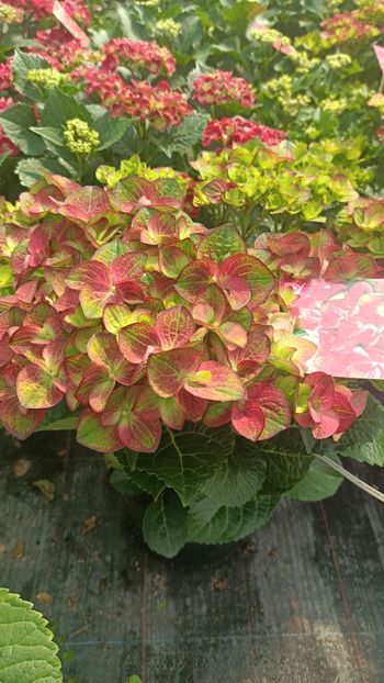 IMG20250618 - Flori 2025