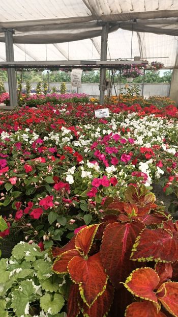 IMG20250618 - Flori 2025