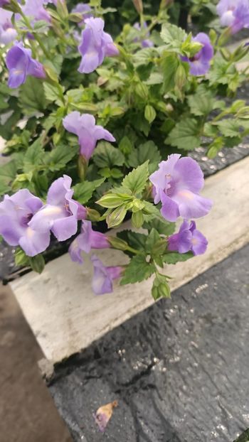 IMG20250618 - Flori 2025