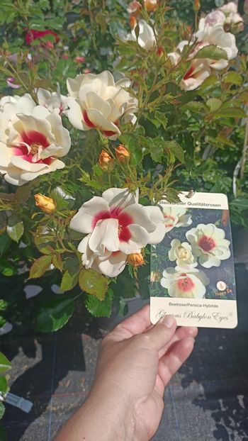 IMG20250618 - Flori 2025