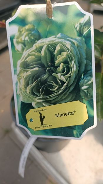 IMG20250618 - Flori 2025