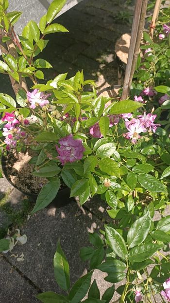 IMG20250618 - Flori 2025