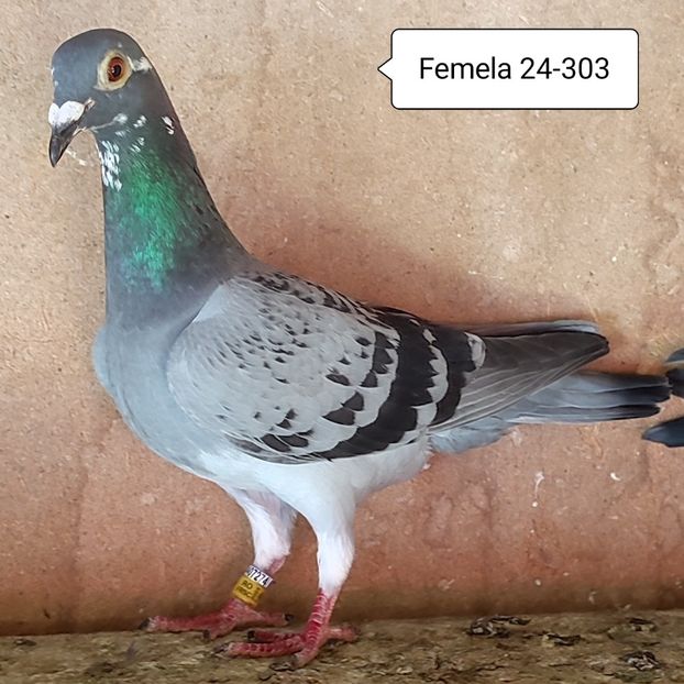 Femela 24-303 - Porumbei vanduti