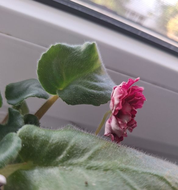  - KZ-Vtoroy Medoriy Mesiat