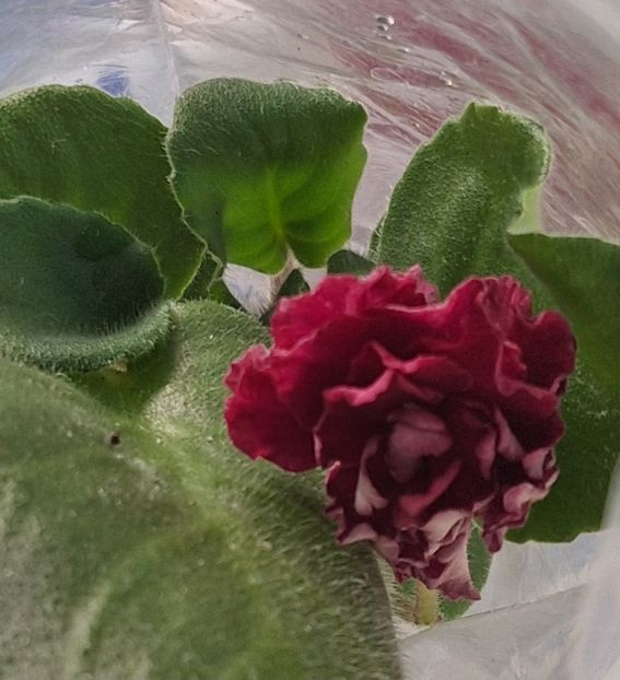  - KZ-Vtoroy Medoriy Mesiat