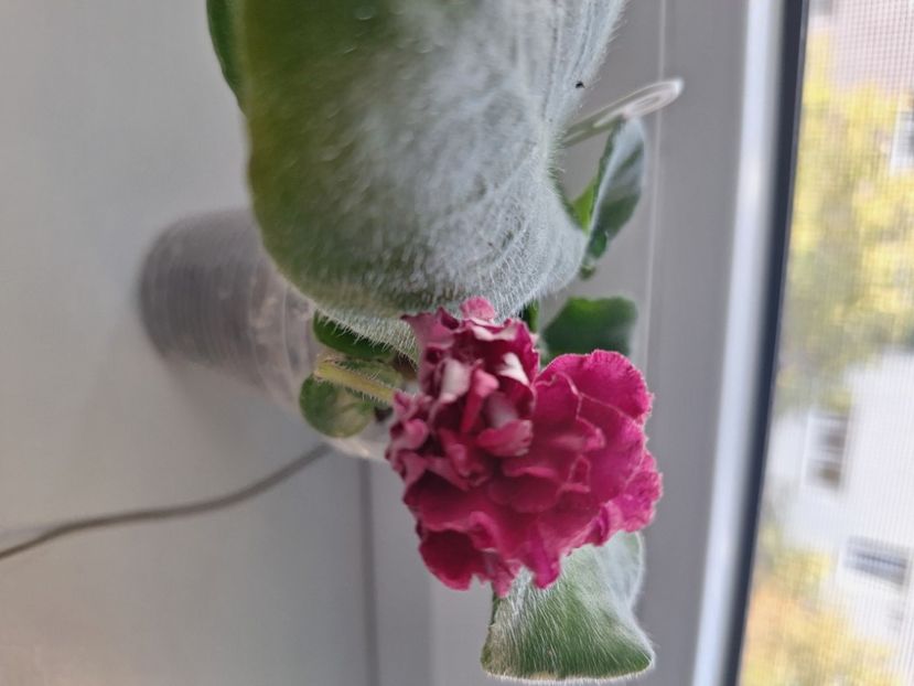  - KZ-Vtoroy Medoriy Mesiat