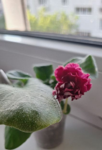  - KZ-Vtoroy Medoriy Mesiat