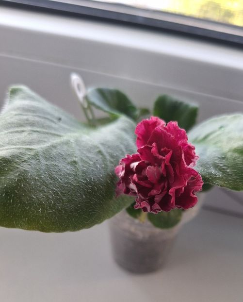  - KZ-Vtoroy Medoriy Mesiat