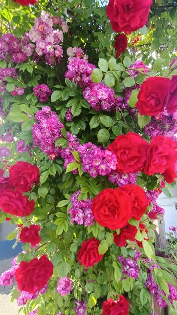 Img.2025.06.19 - Flori 2025