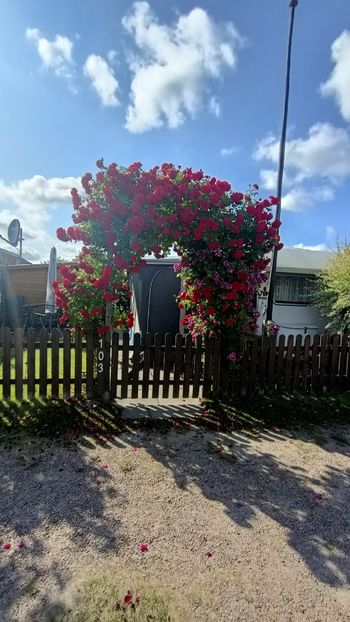 Img.2025.06.19 - Flori 2025