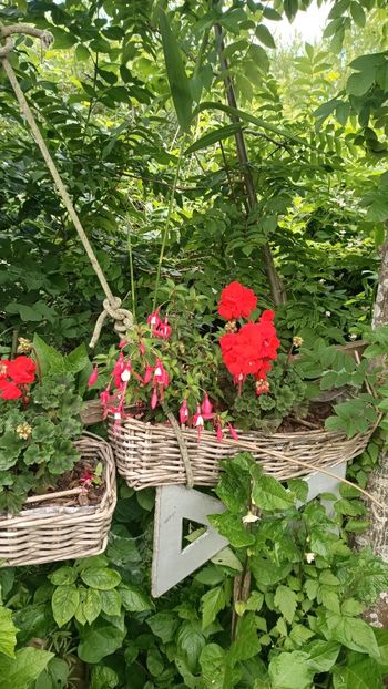 Img.2025.06.19 - Flori 2025