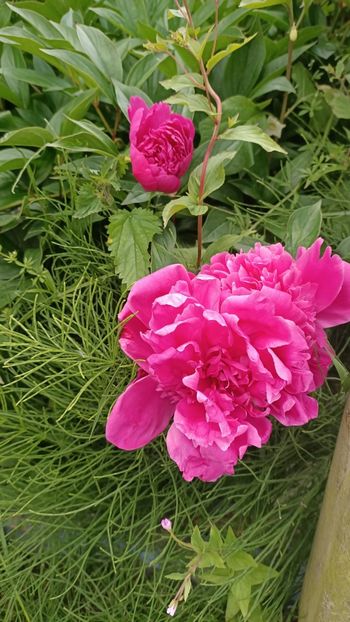 Img.2025.06.19 - Flori 2025