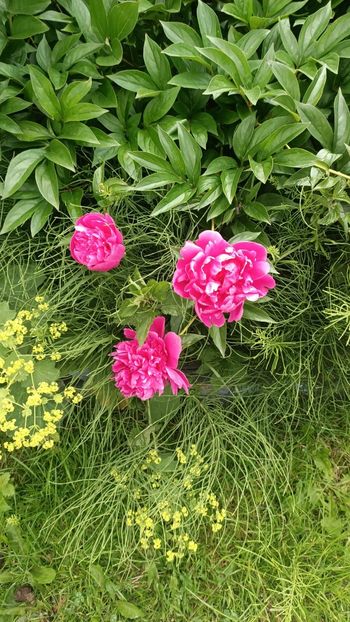 Img.2025.06.19 - Flori 2025