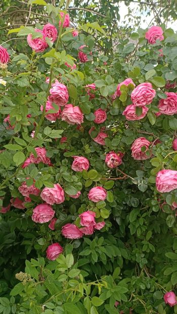 IMG20250619 - Flori 2025