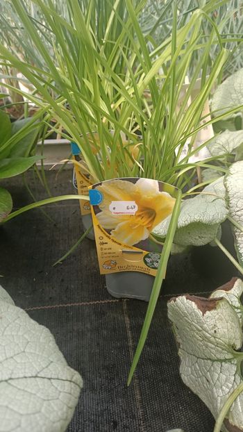 IMG20250617 - Flori 2025