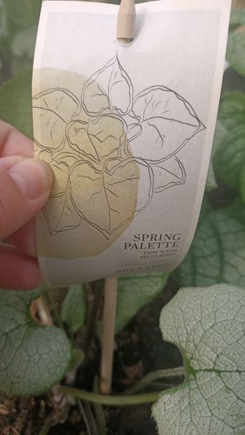 IMG20250617 - Flori 2025