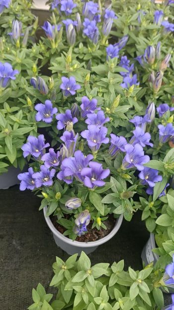 IMG20250617 - Flori 2025