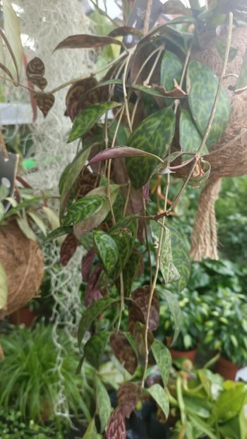 IMG20250617 - Flori 2025