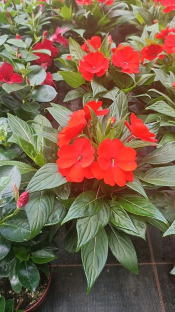 IMG20250617 - Flori 2025