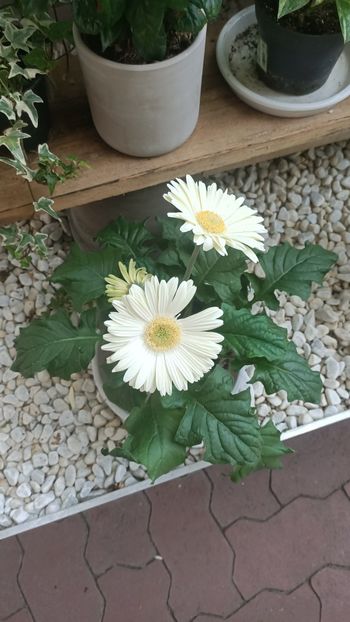 IMG20250617 - Flori 2025