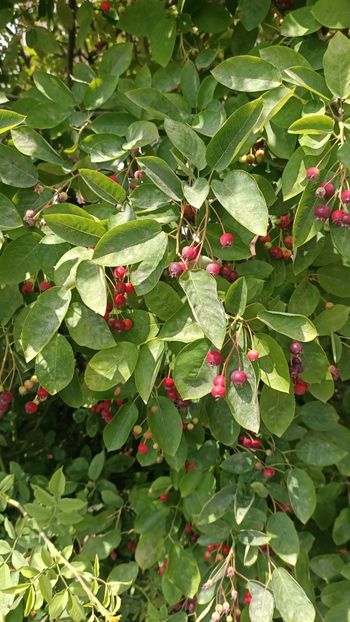 IMG20250617 - Flori 2025