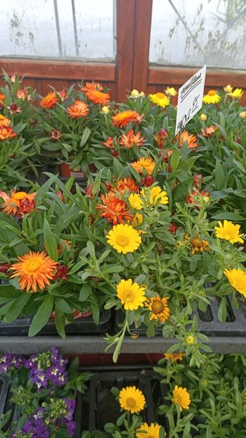 IMG20250616 - Flori 2025